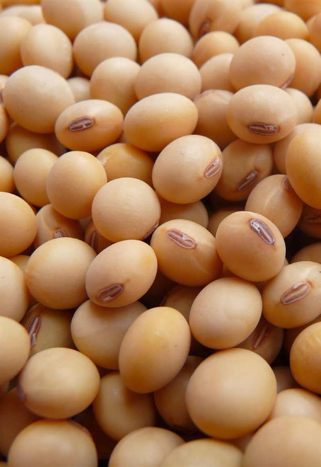 soybean